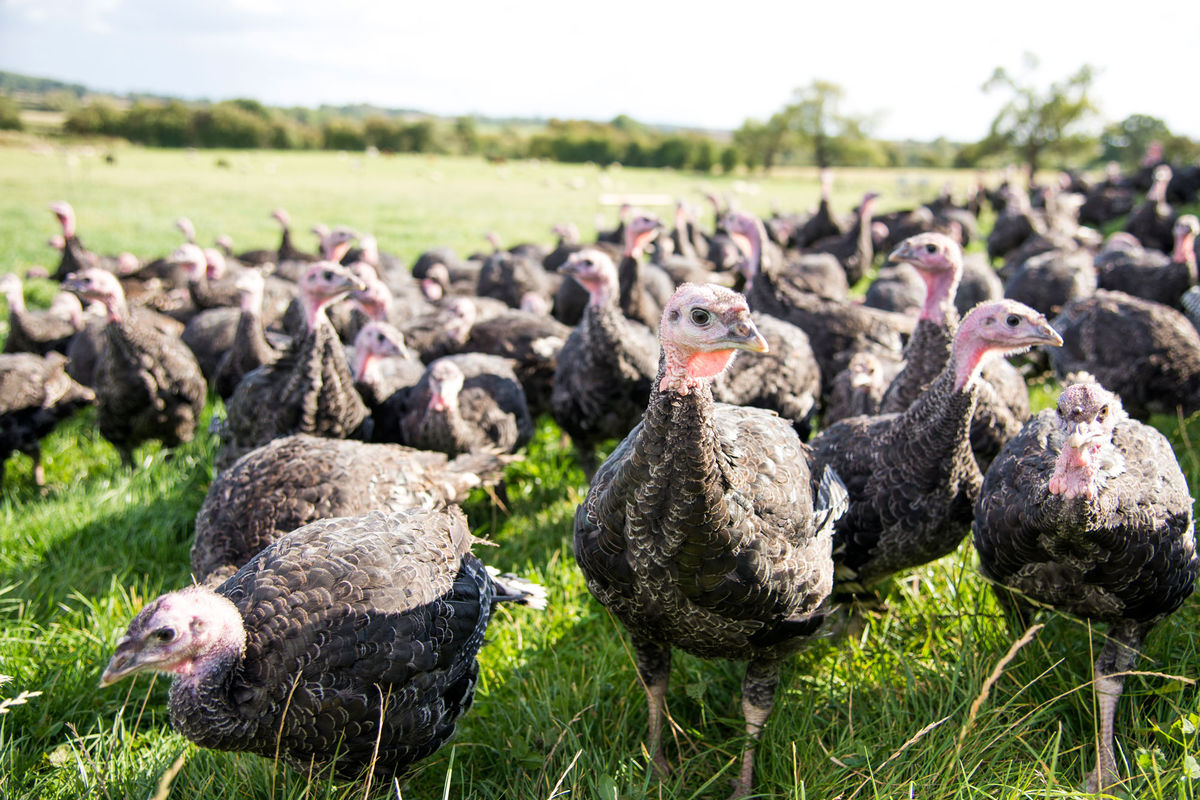 Free range Woodland Bronze turkeys foraging outdoors on grass at Hogan’s Farm